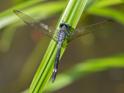 Micrathyria atra (Black Dasher) male-6.jpg